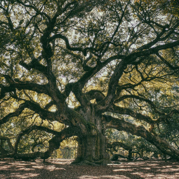 TeatroQuattro - L'albero saggio